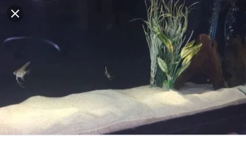 aquarium gravel