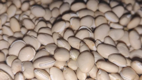 organic bean