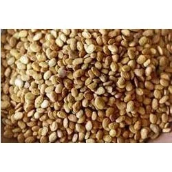 tepary beans