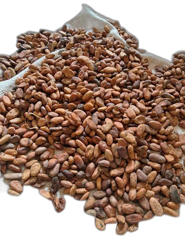 african cocoa beans