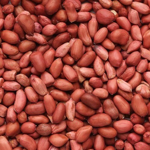 Groundnut Seed