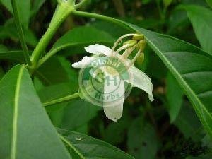 Adhatoda Vasica Herb