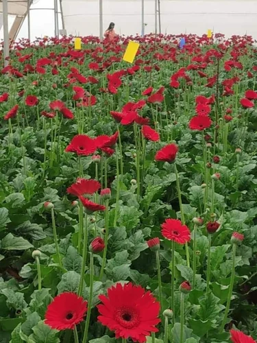 floriculture services