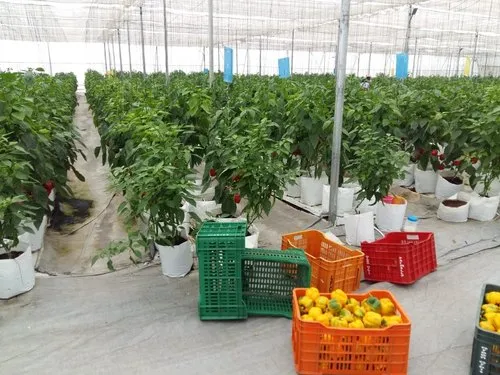 Rooftop Farming