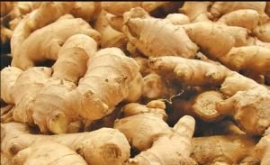 Ginger