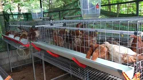 poultry consultancy services
