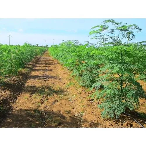 plant cultivation services