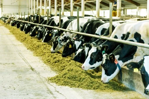 dairy farming consultancy
