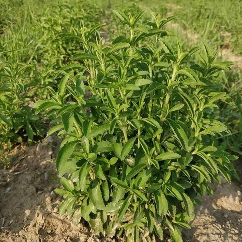 stevia cultivation