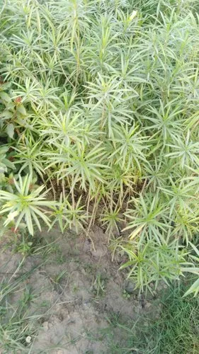 Road Side Plant