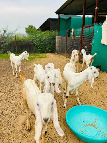 goat farming service