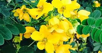 Avarampoo