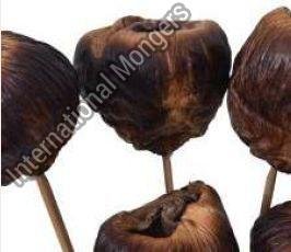 Dried Talami Flower