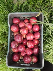 KINNAUR APPLE