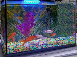 Aquarium Decoration