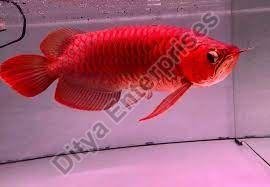Tropical Fishes