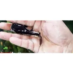 aquatic plants