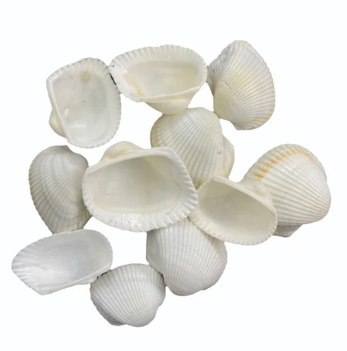natural seashell