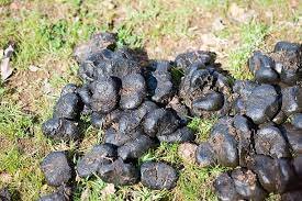 DONKEY DUNG