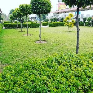 Natural Grass,  Color: Green,  Quality: Organic