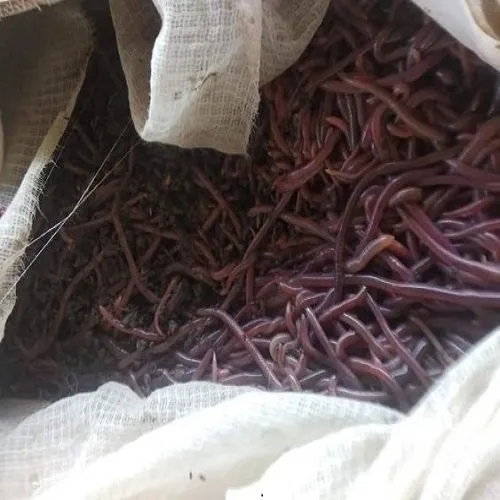 earthworm