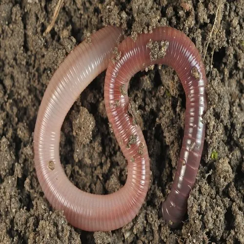 earthworm