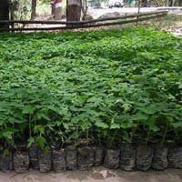 Papaya Plant, Color : Green, Plant Used : Papaya