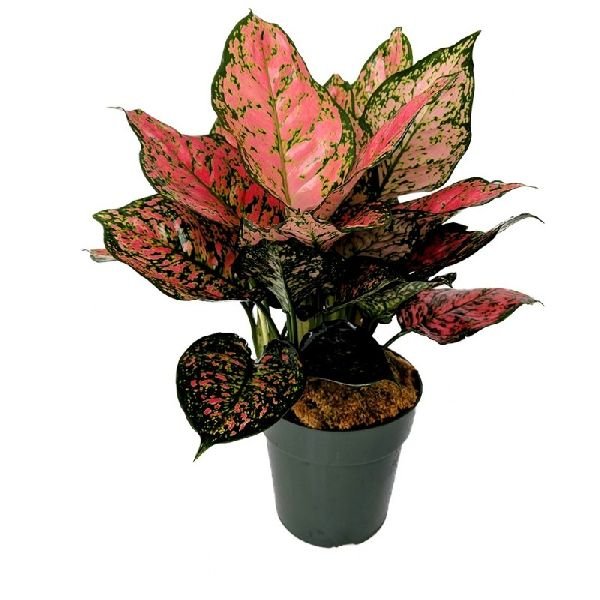 Aglaonema Red | Office Plants, Usage : Office