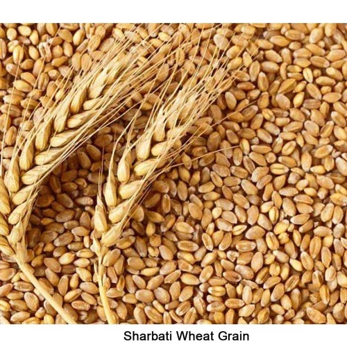 Sharbati Wheat Grain