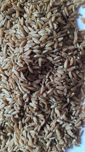 Khapli Wheat