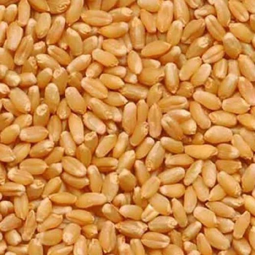 Premium Mp Wheat Grain