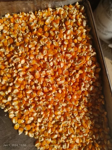 maize