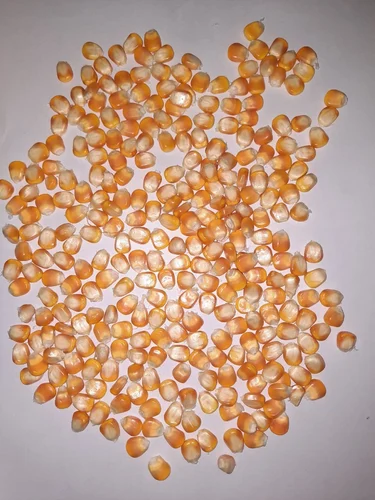maize