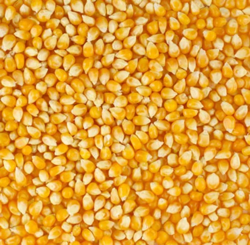 maize