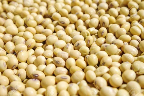 Soybean Seeds