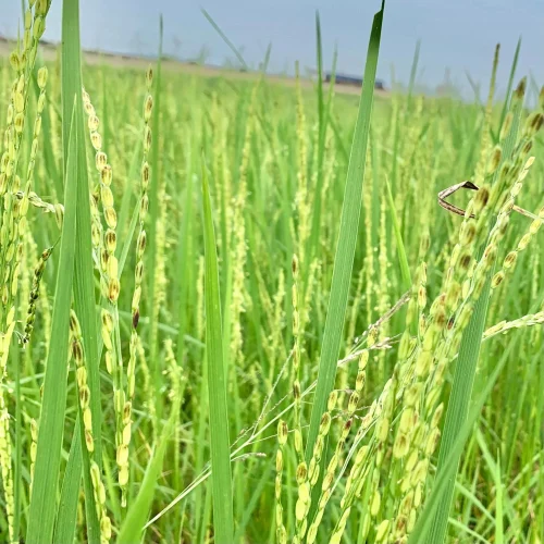 Red Paddy Grain Seeds