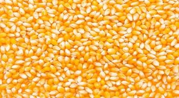 Corn Grits, Condition : Fresh