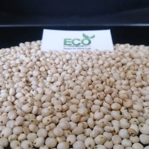 Jowar Seed