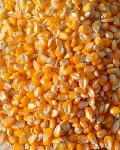 Yellow Dry Maize