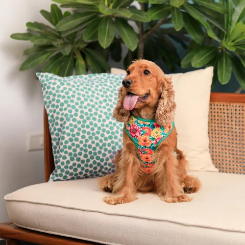 dog harness