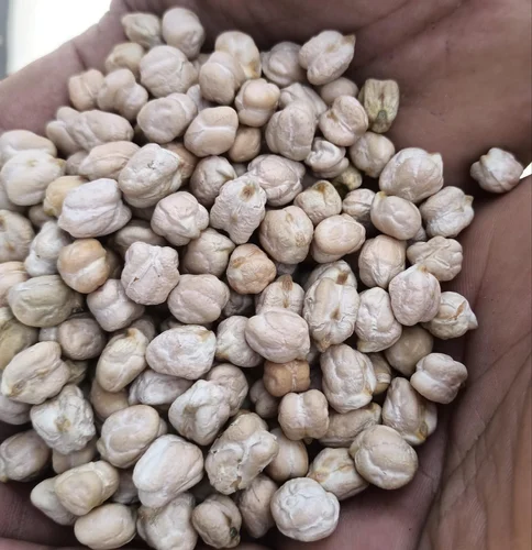 White Kabuli Chana