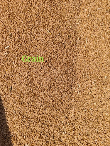 Yellow Wheat Grain
