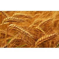 Wheat Seeds