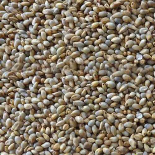 Naatu Kambu Pearl Millet