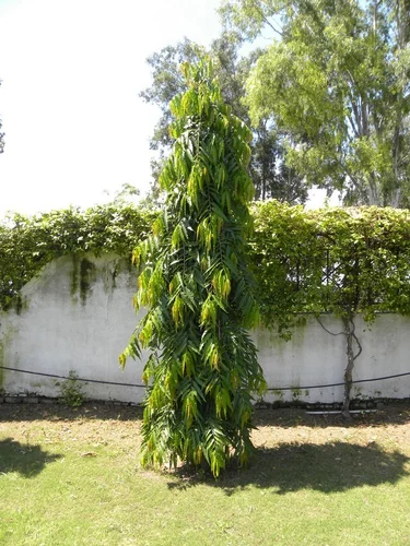 Small Ashok Plant
