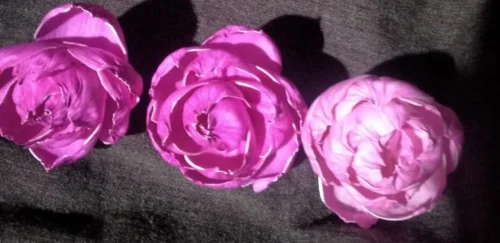 potpourri