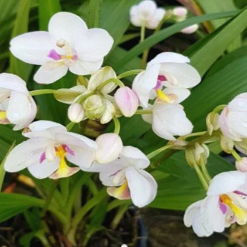 orchids