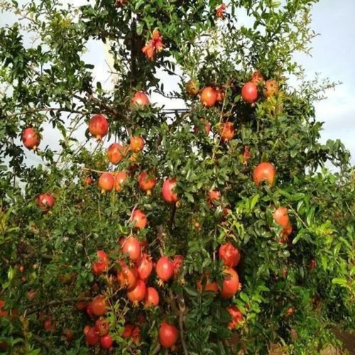 fruit plants