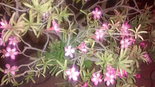 cut flowers