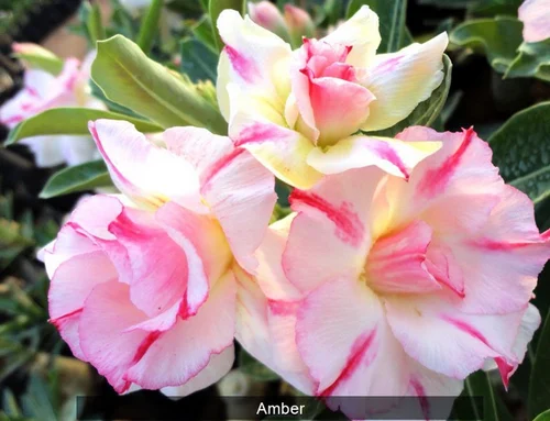 Amber Adenium Plant